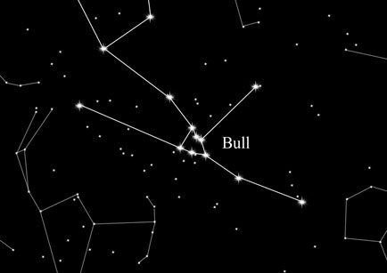 Constellation Bull